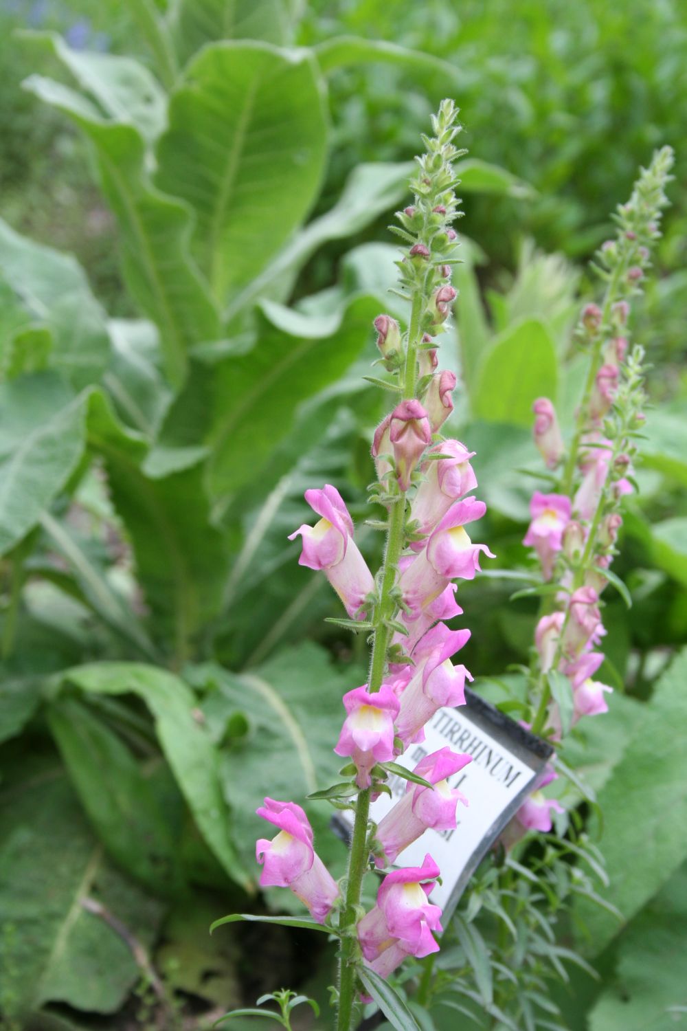 Common Snapdragon